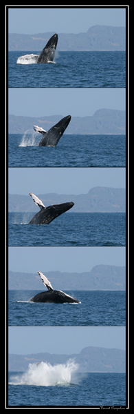 Excursions baleines samana